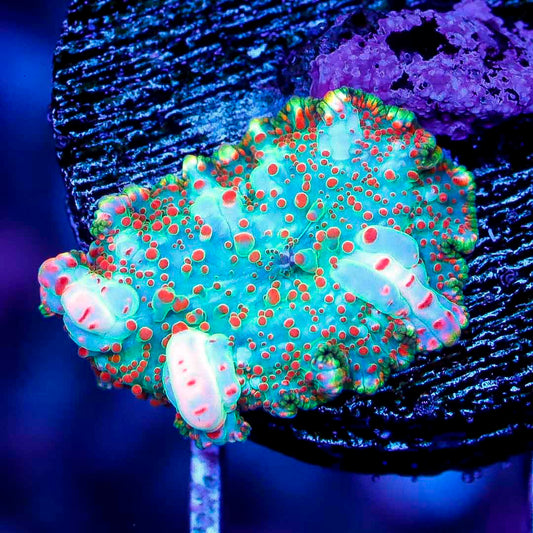 BOCT142401 CORALS ON DEMAND OCTOBER 14