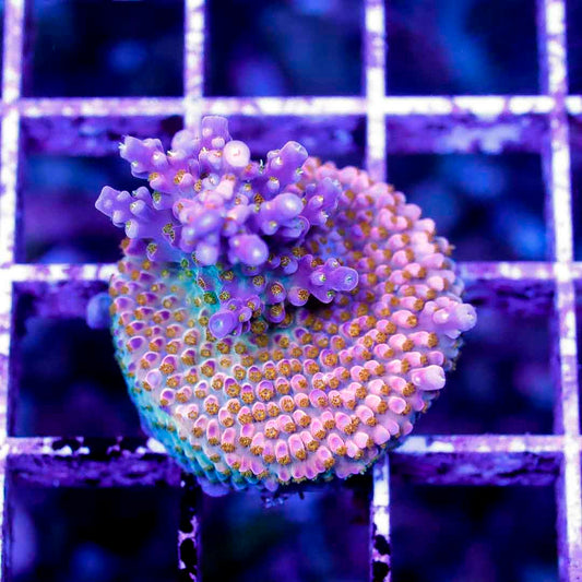 BOCT1424010 CORALS ON DEMAND OCTOBER 14