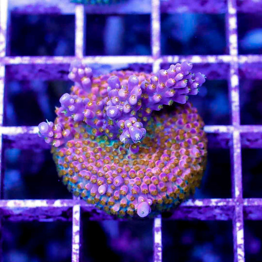 BOCT1424011 CORALS ON DEMAND OCTOBER 14