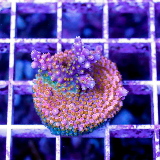 BOCT1424012 CORALS ON DEMAND OCTOBER 14