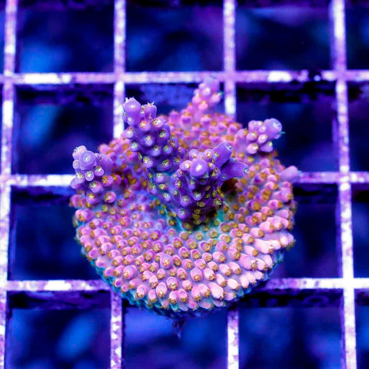 BOCT1424013 CORALS ON DEMAND OCTOBER 14