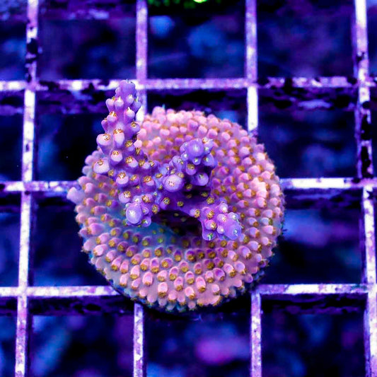 BOCT1424014 CORALS ON DEMAND OCTOBER 14