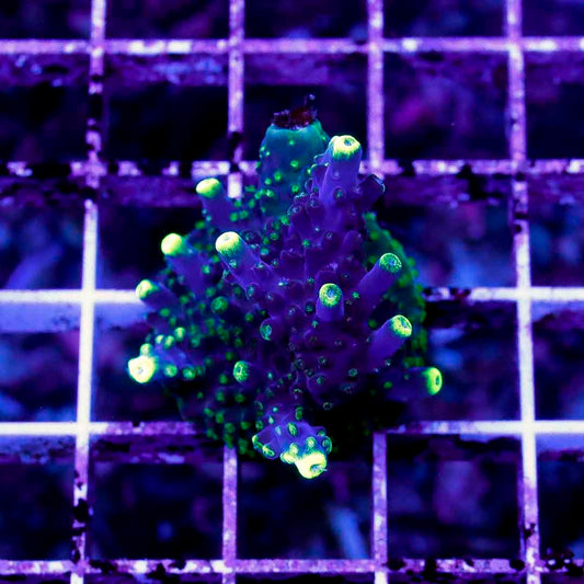 BOCT1424015 CORALS ON DEMAND OCTOBER 14