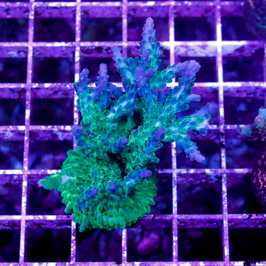 BOCT1424016 CORALS ON DEMAND OCTOBER 14